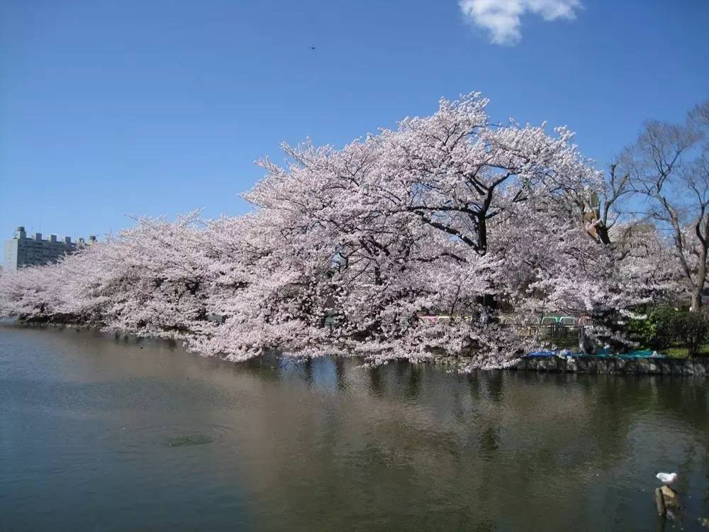日本东京的樱花什么时候开？樱花某种程度算是悄然走红