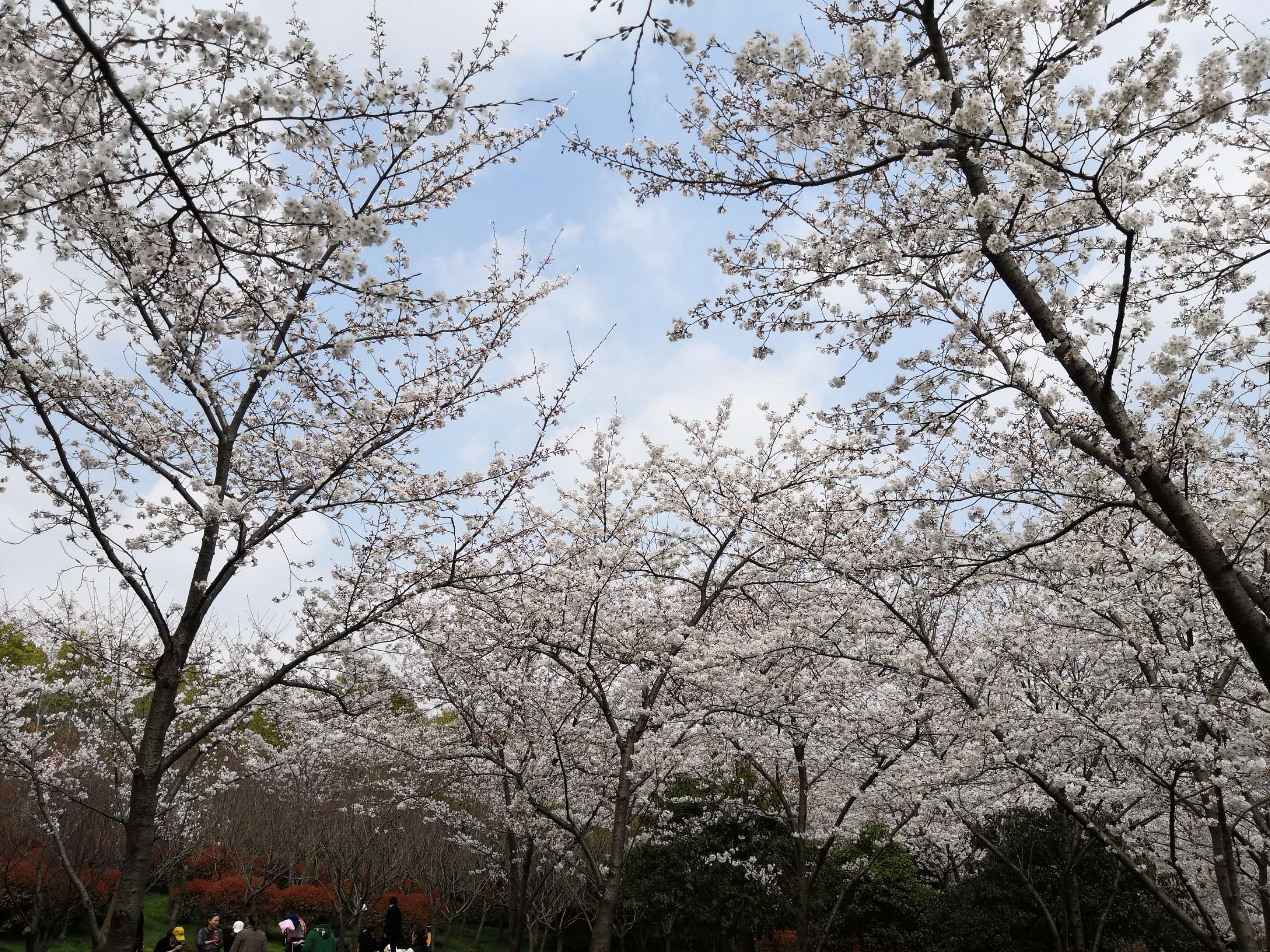 日本东京的樱花什么时候开？樱花某种程度算是悄然走红