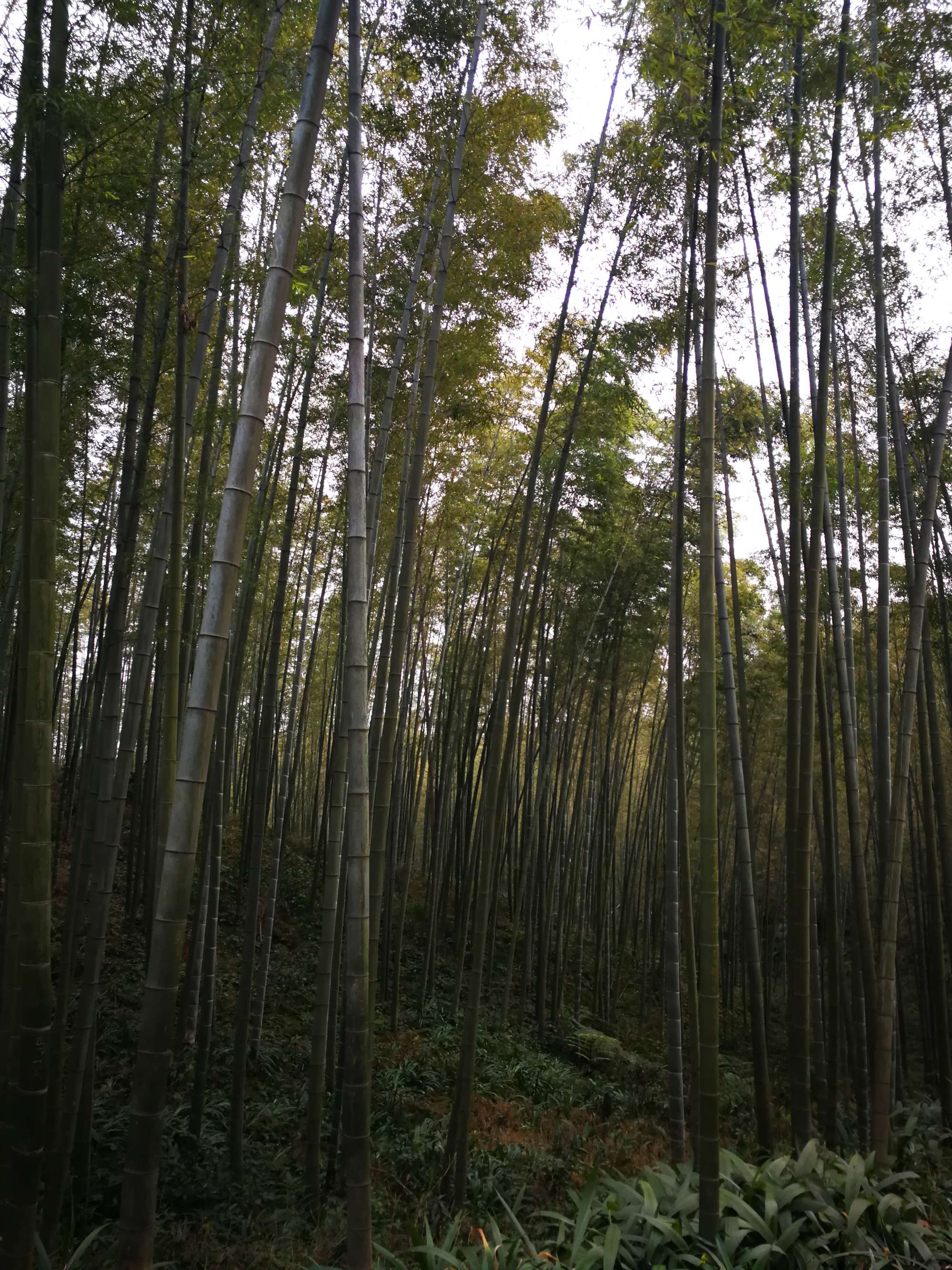 中国最美的十大森林之一，你去过几个？
