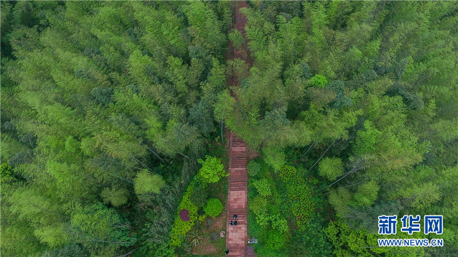 贵州的赤水，这成片的竹海风景美到爆！