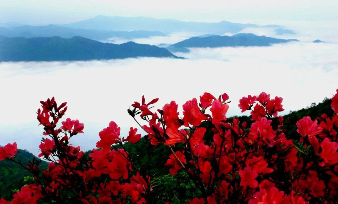 双牌阳明山杜鹃花图片