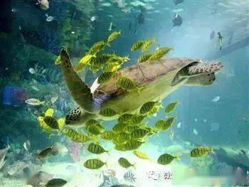 “海龟钓海龟”因该被森林公安叫停(组图)
