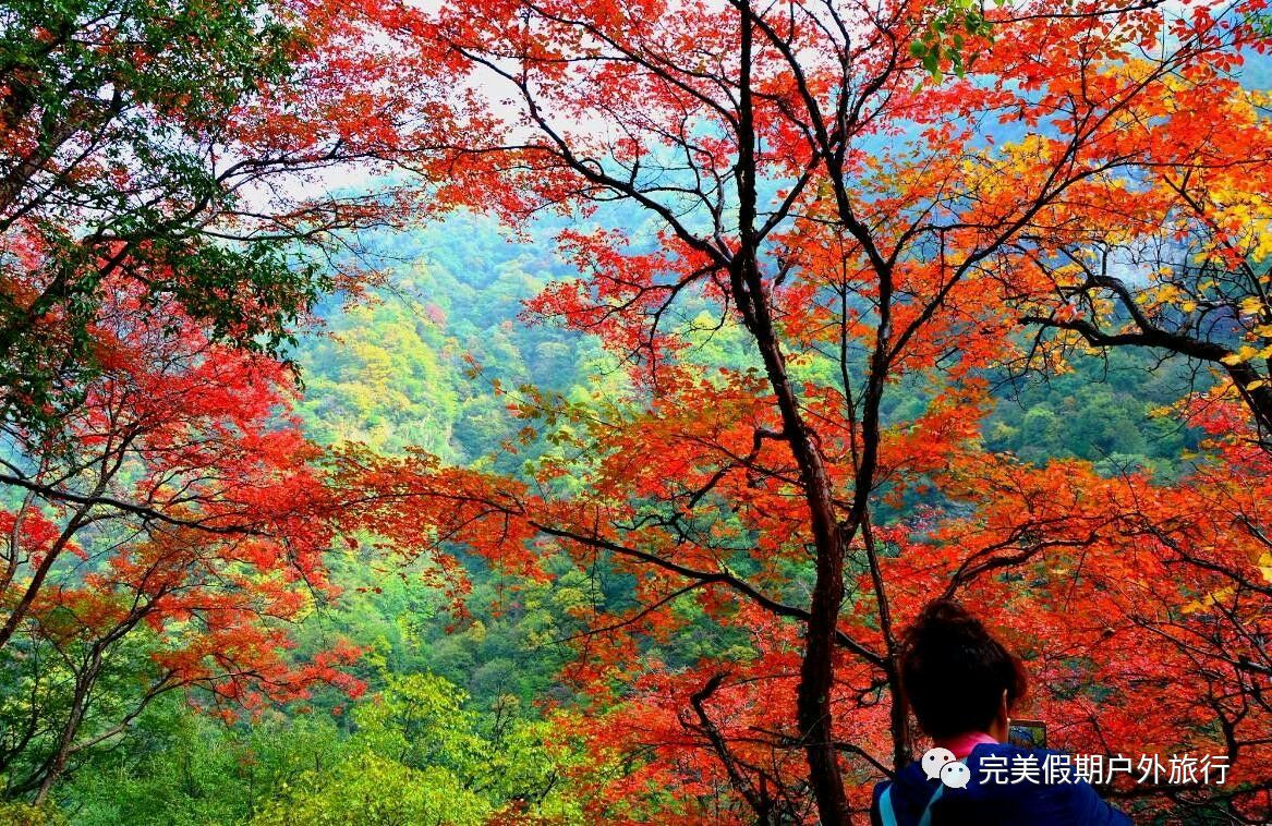 晴天深秋时节，乌鲁木齐市米东区峡门子景区道路两旁边的白蜡林