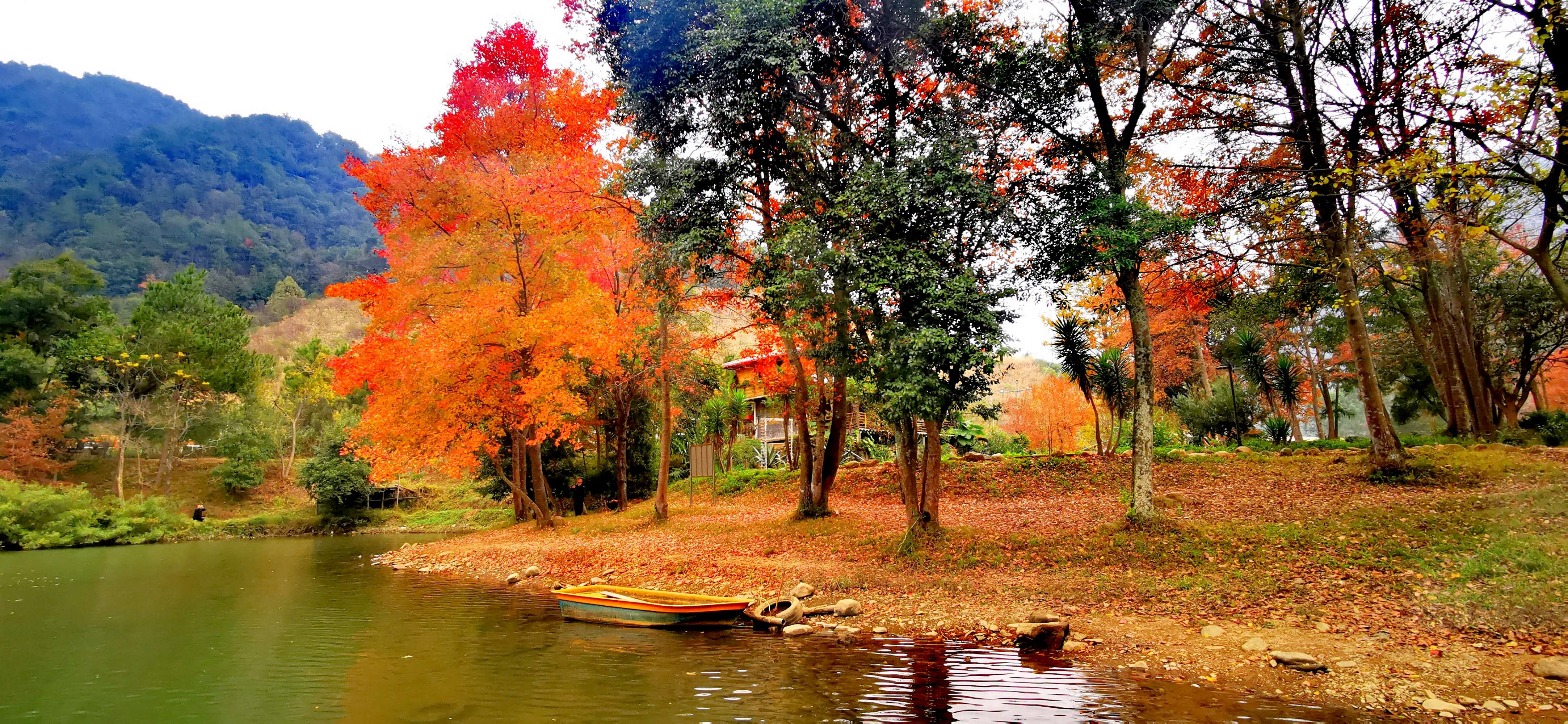 中山的秋意渐浓之时，南岭国家森林公园的秋叶也开始被秋风染红