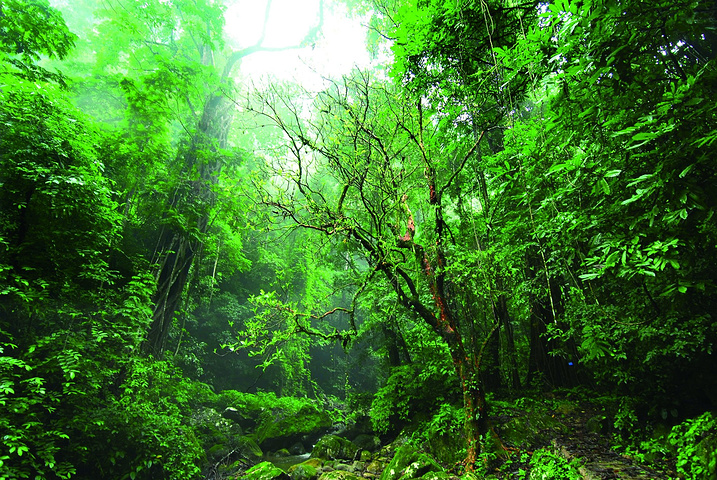 沈阳国家森林公园导游词范文“国家级森林公园”(2页)