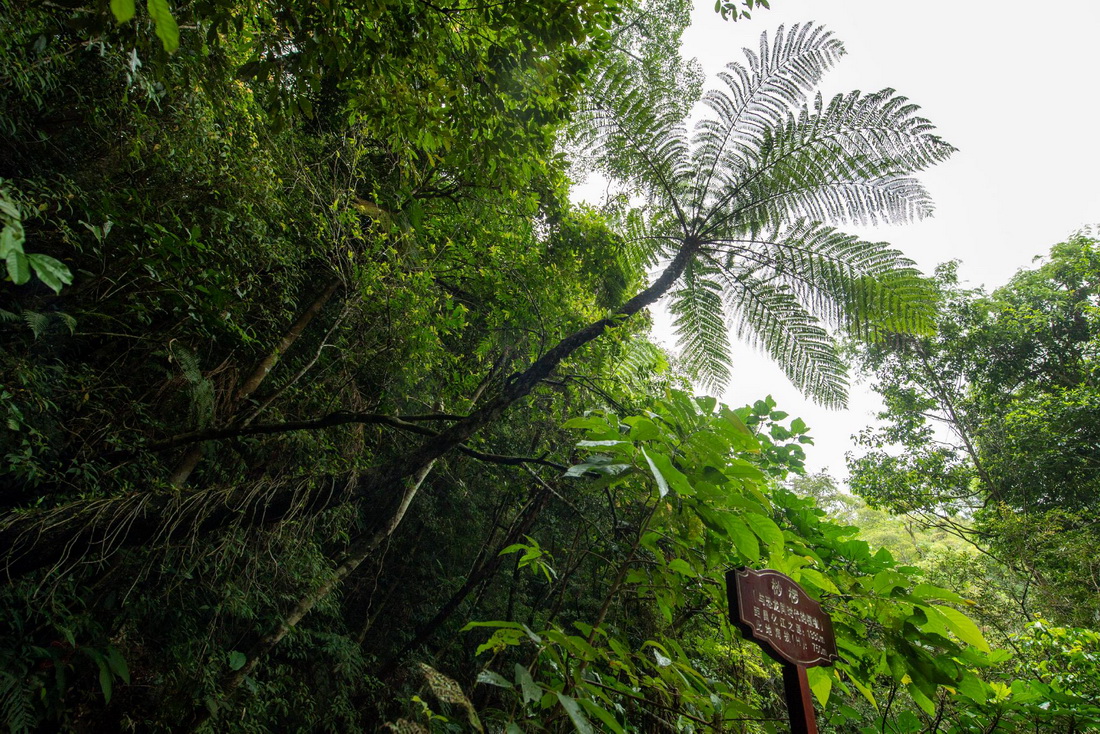 国庆期间海南各大热带雨林与乡村游受到了游客的追捧