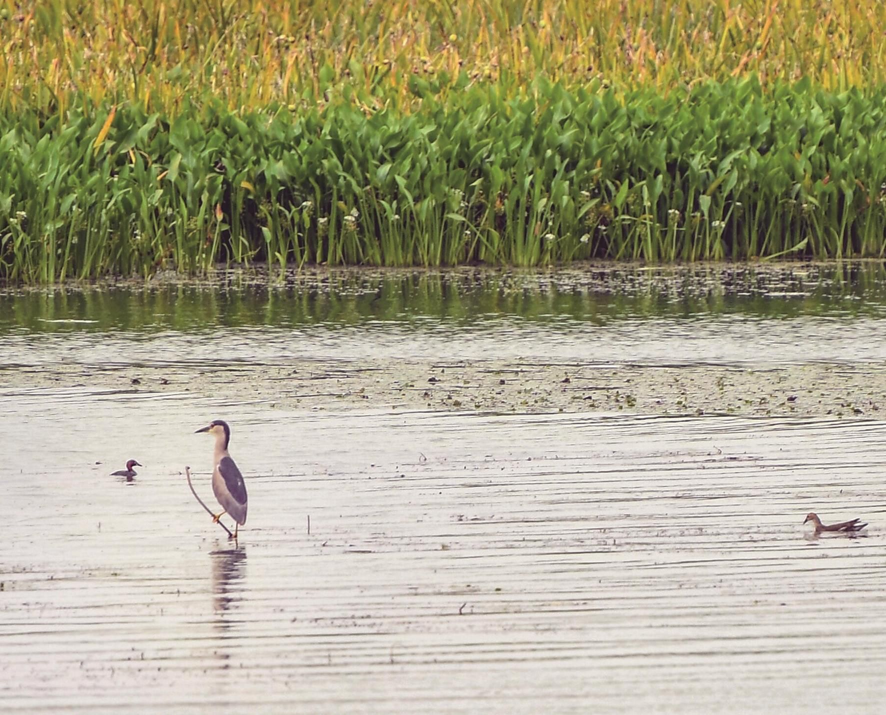 现实版《飞鸟集》带你领略武汉最美的郊野湖泊沼泽湿地
