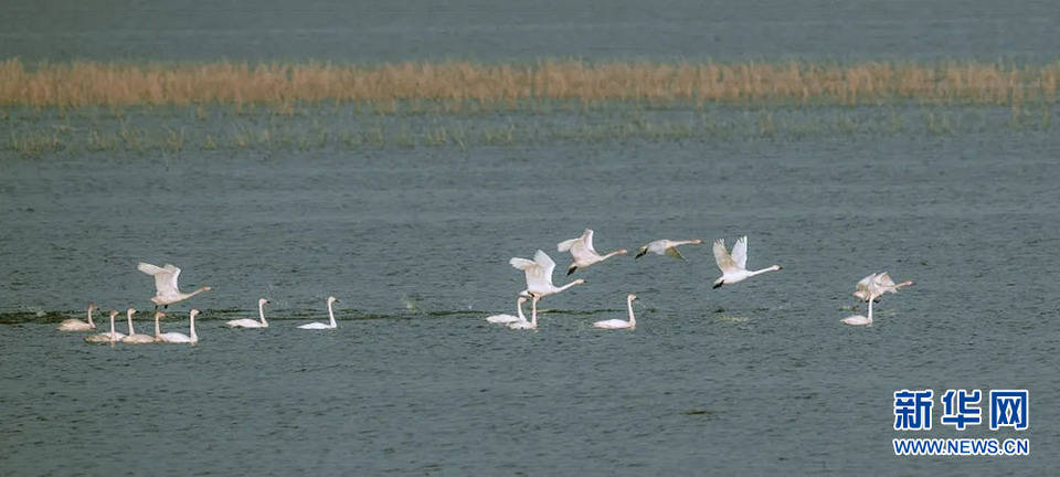 现实版《飞鸟集》带你领略武汉最美的郊野湖泊沼泽湿地
