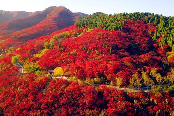 10月中下旬起遍布京城彩叶将陆续进入最佳观赏期
