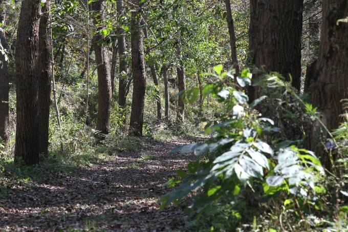 三门峡冬季旅游景点：甘山公园红叶观赏区