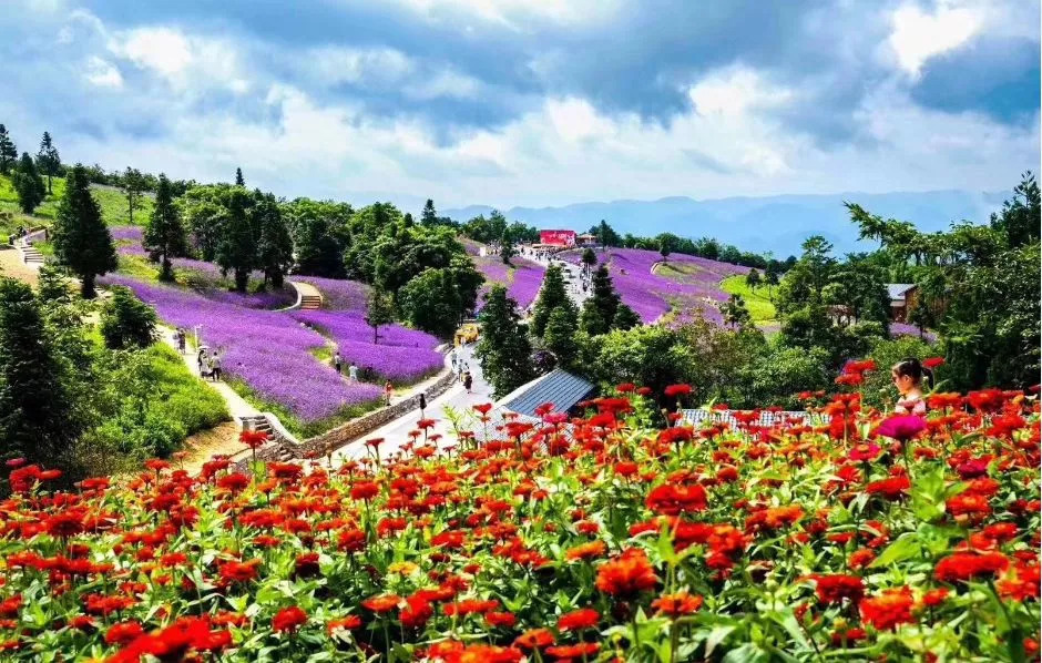 【蒙古记忆】云花溪谷风景区，花开两省香”的美誉