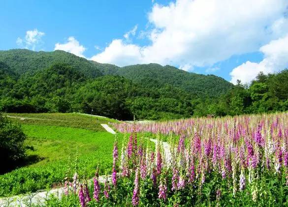 【蒙古记忆】云花溪谷风景区，花开两省香”的美誉