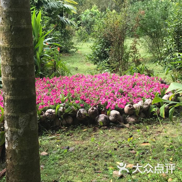 海南热带植物园，百花绽放，实力性更是非同凡响