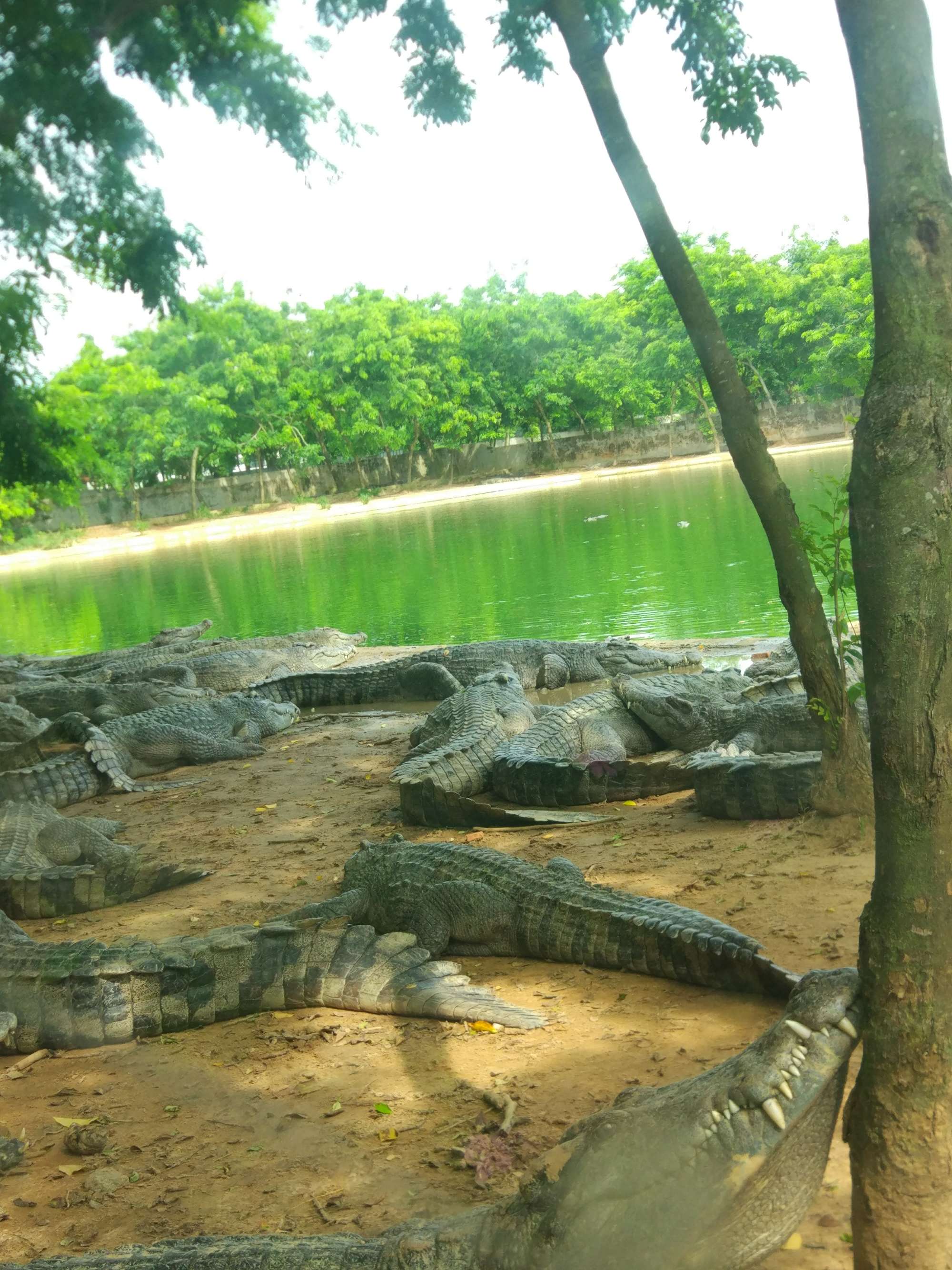 广东导游词茂名市森林公园森林公园茂名森林公园游客们大家好，我是您们的导游小高