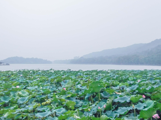 杭州西湖附近5个地方值得一赏感受西湖之美的圣地