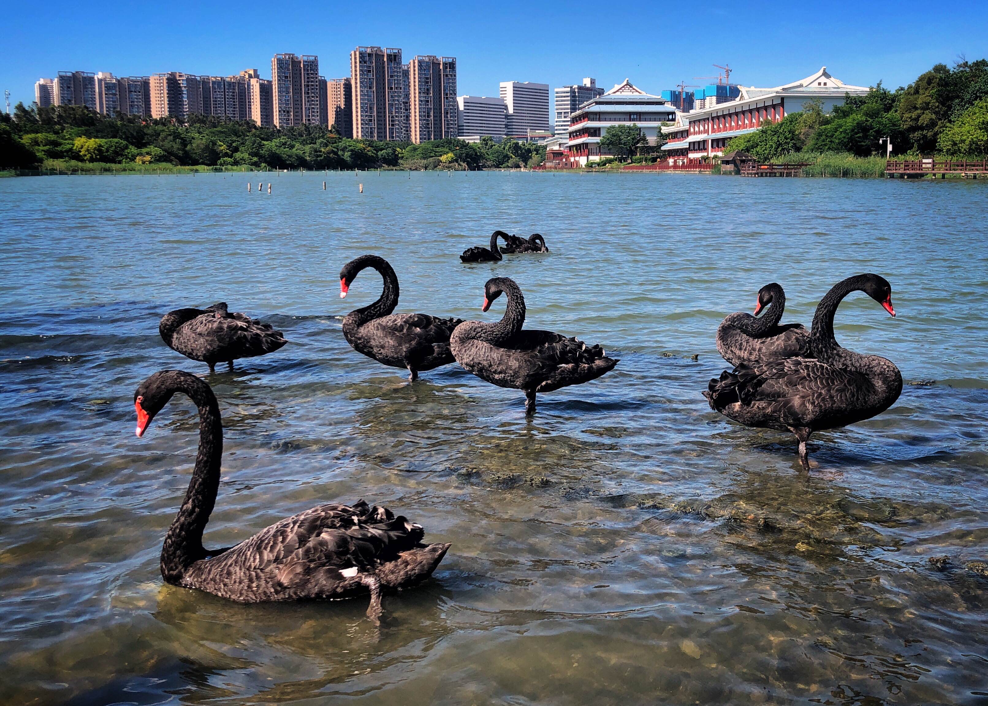 厦门五缘湾景点有哪些图片