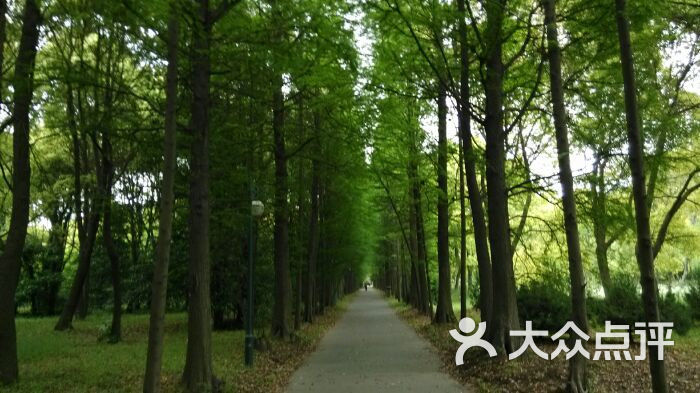 滨江森林公园：公园腹地走20分钟便进入一片密林