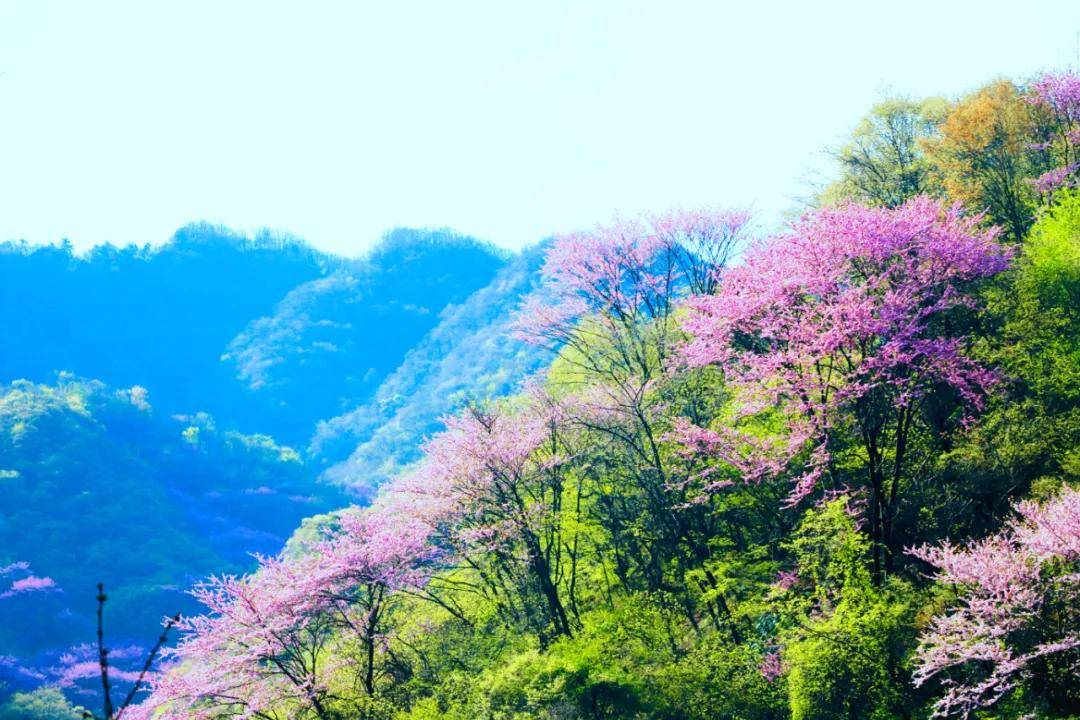4月23日（周日）秦岭太平国家森林公园去看“紫荆花海”