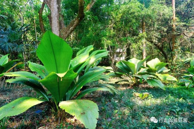 浙江大山峰种子植物区系的统计分析