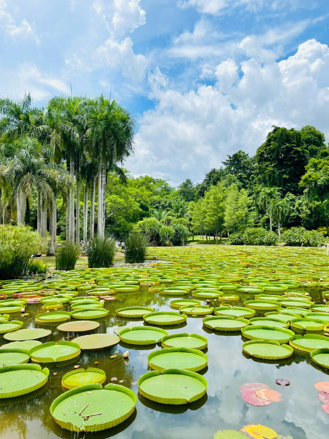 西双版纳热带植物园雨林旅游景点景点推荐景点景点