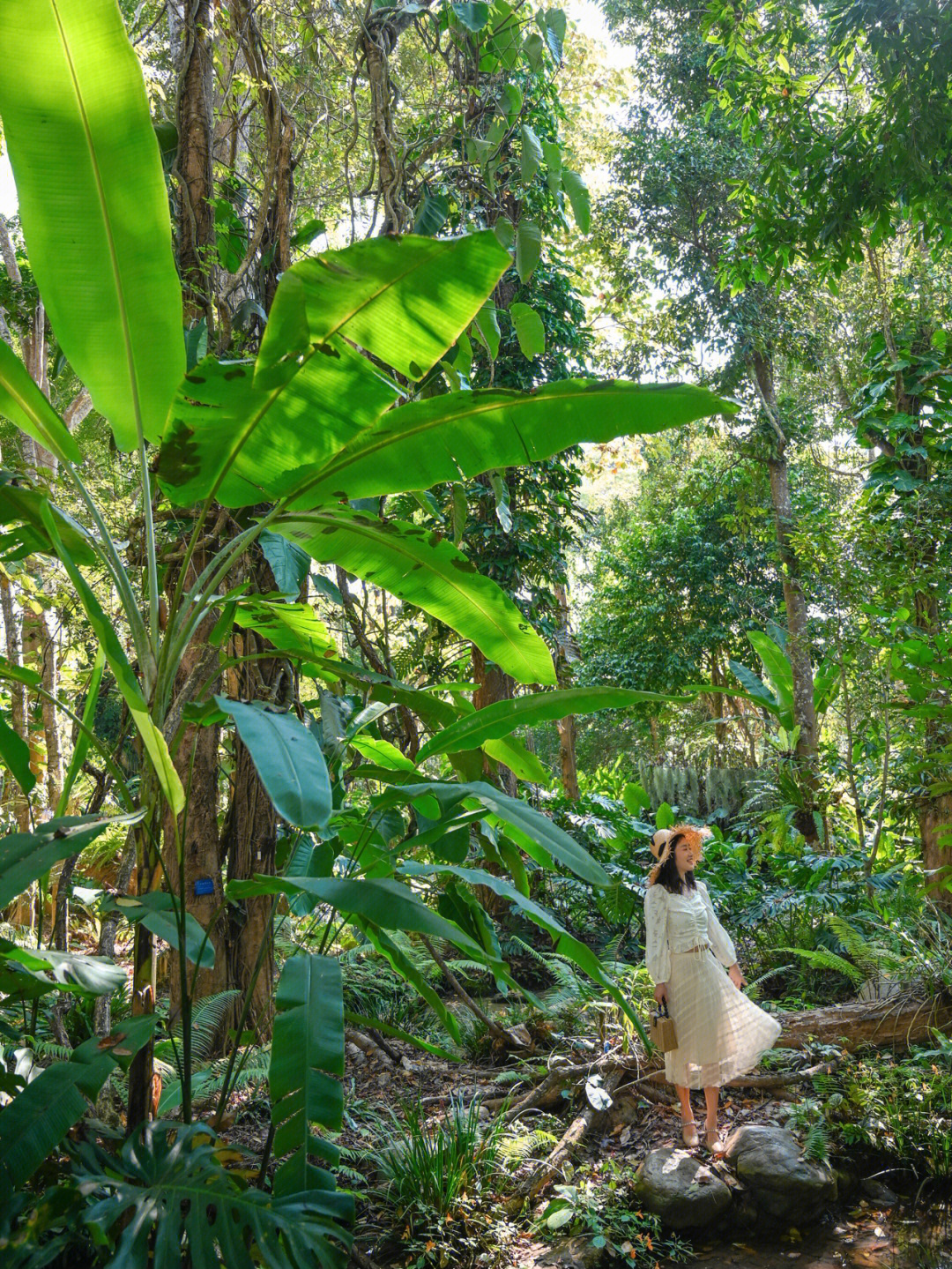 西双版纳热带植物园雨林旅游景点景点推荐景点景点