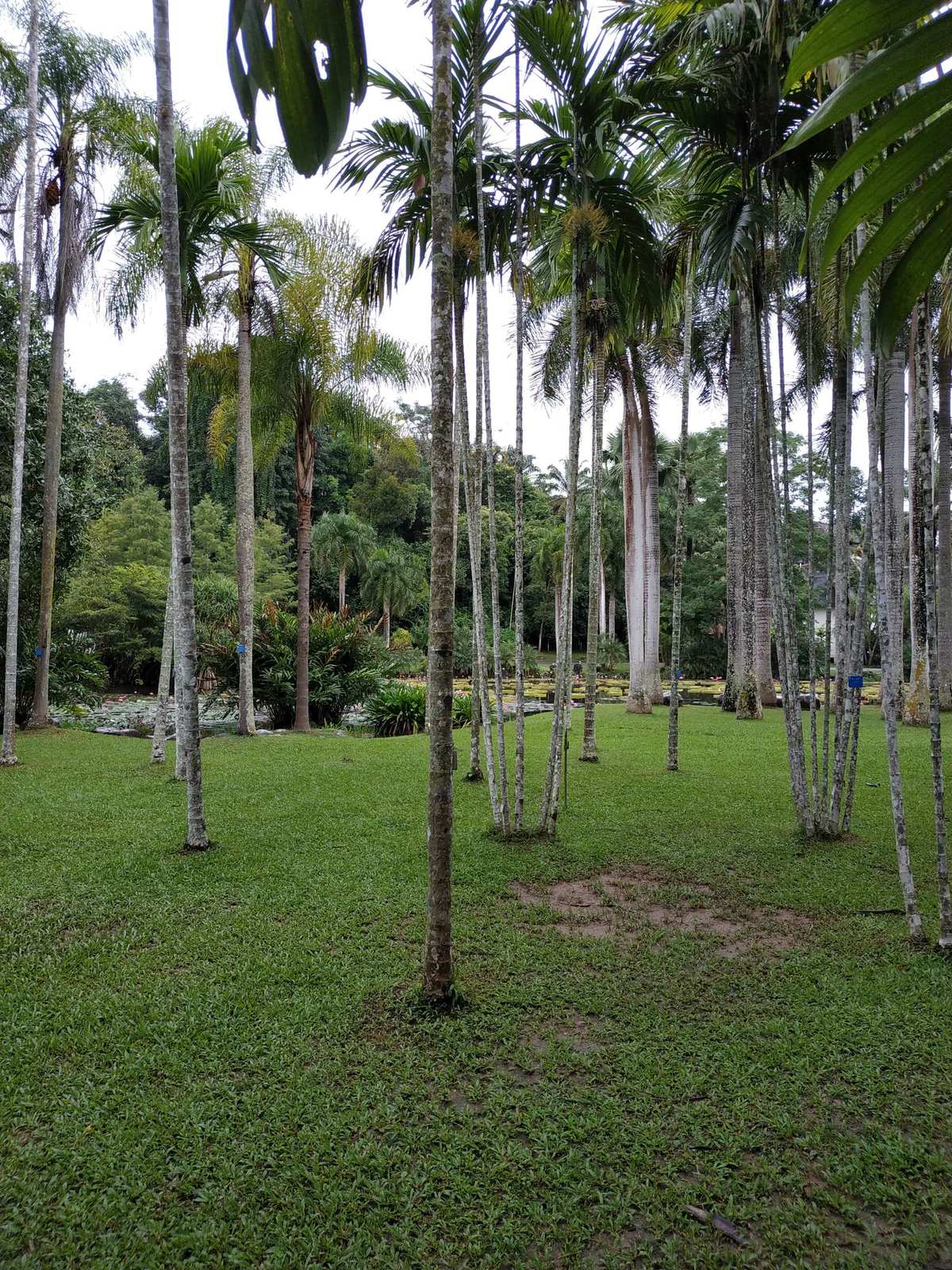 西双版纳热带植物园雨林旅游景点景点推荐景点景点