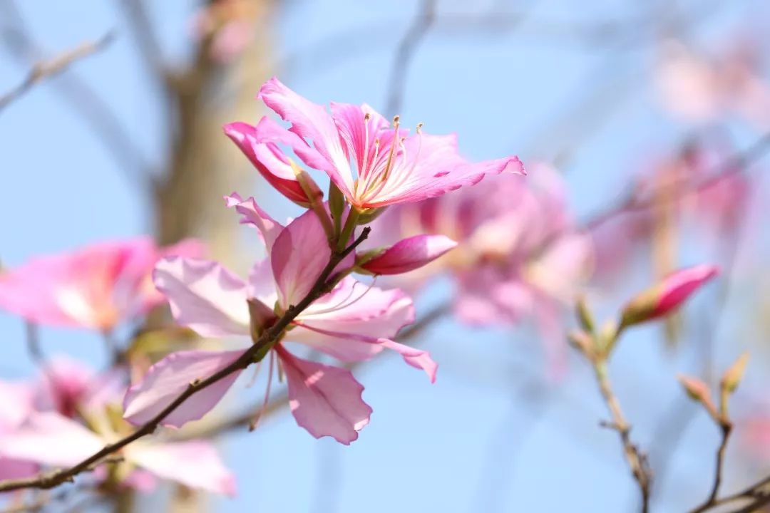 金鸡岭森林公园介绍 今年花开比去年更加茂盛开花的季节