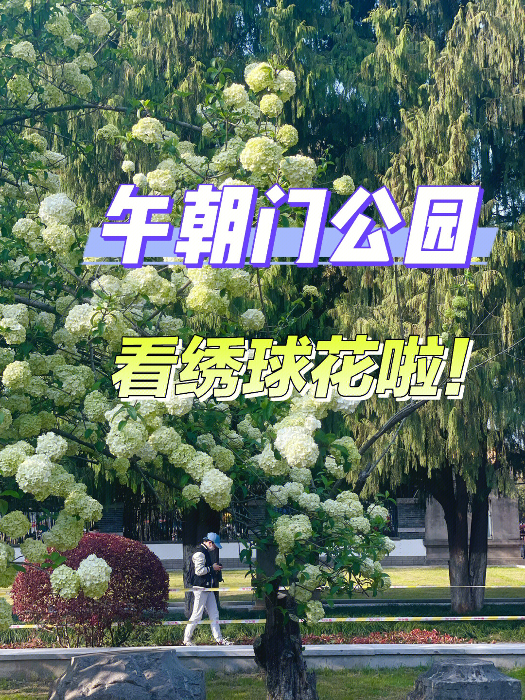 上海有哪些公园可以观赏木绣球花？看完你就知道了