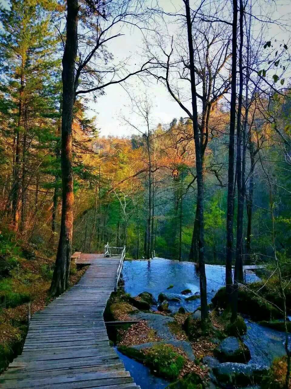 清河原始森林风景区图片