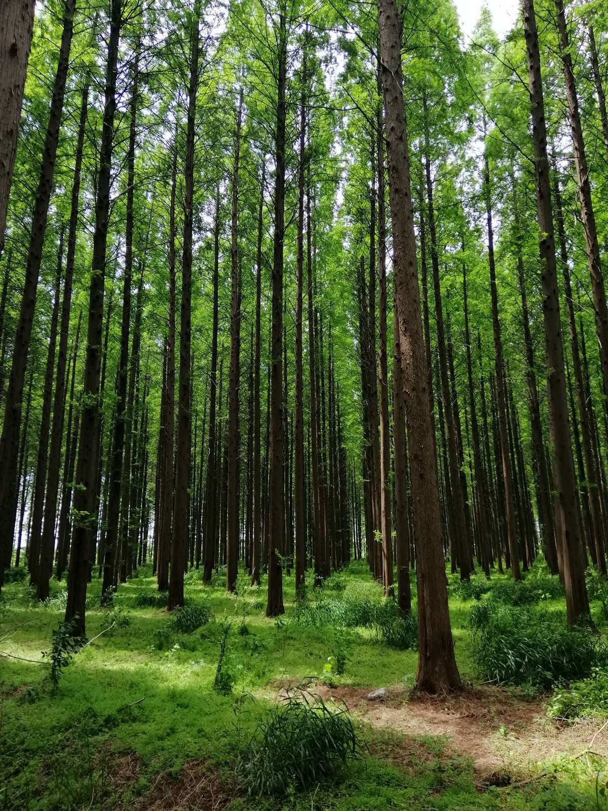 九龙江国家森林公园发现2种罕见蕨类植物