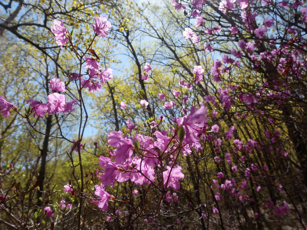 东北有一公园，不仅能欣赏到人工湖，春天还可以欣赏美丽的杜鹃花