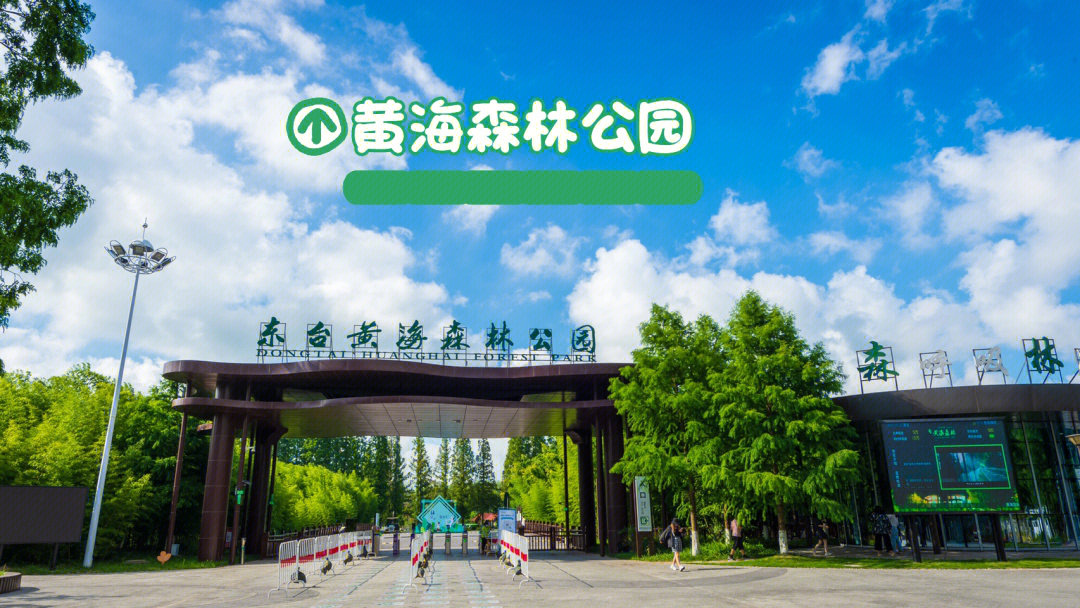 江苏东台黄海森林生态旅游度假区“一扫而空”