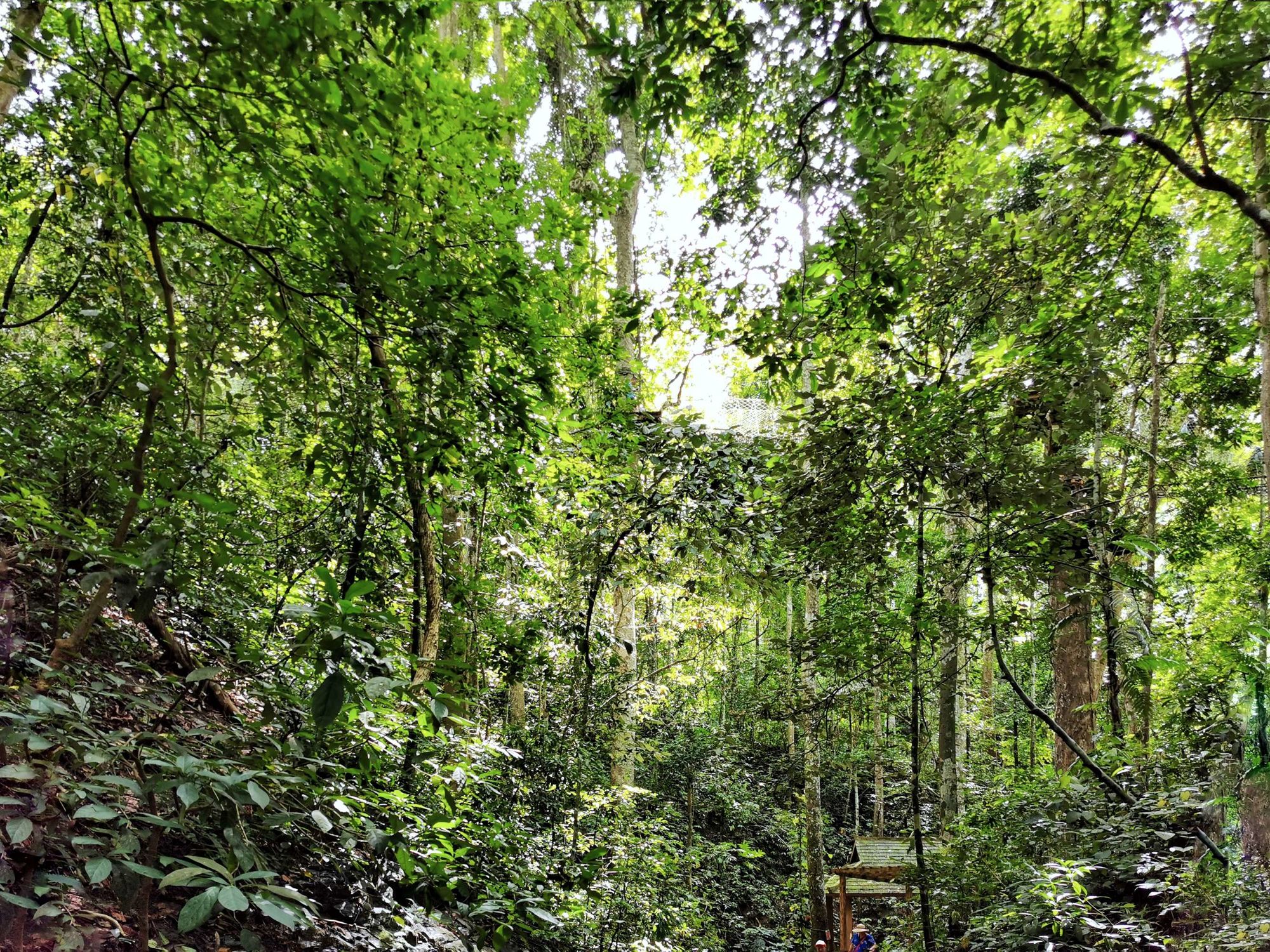 在普洱，有个森林公园，古树峥嵘苍藤缠绕