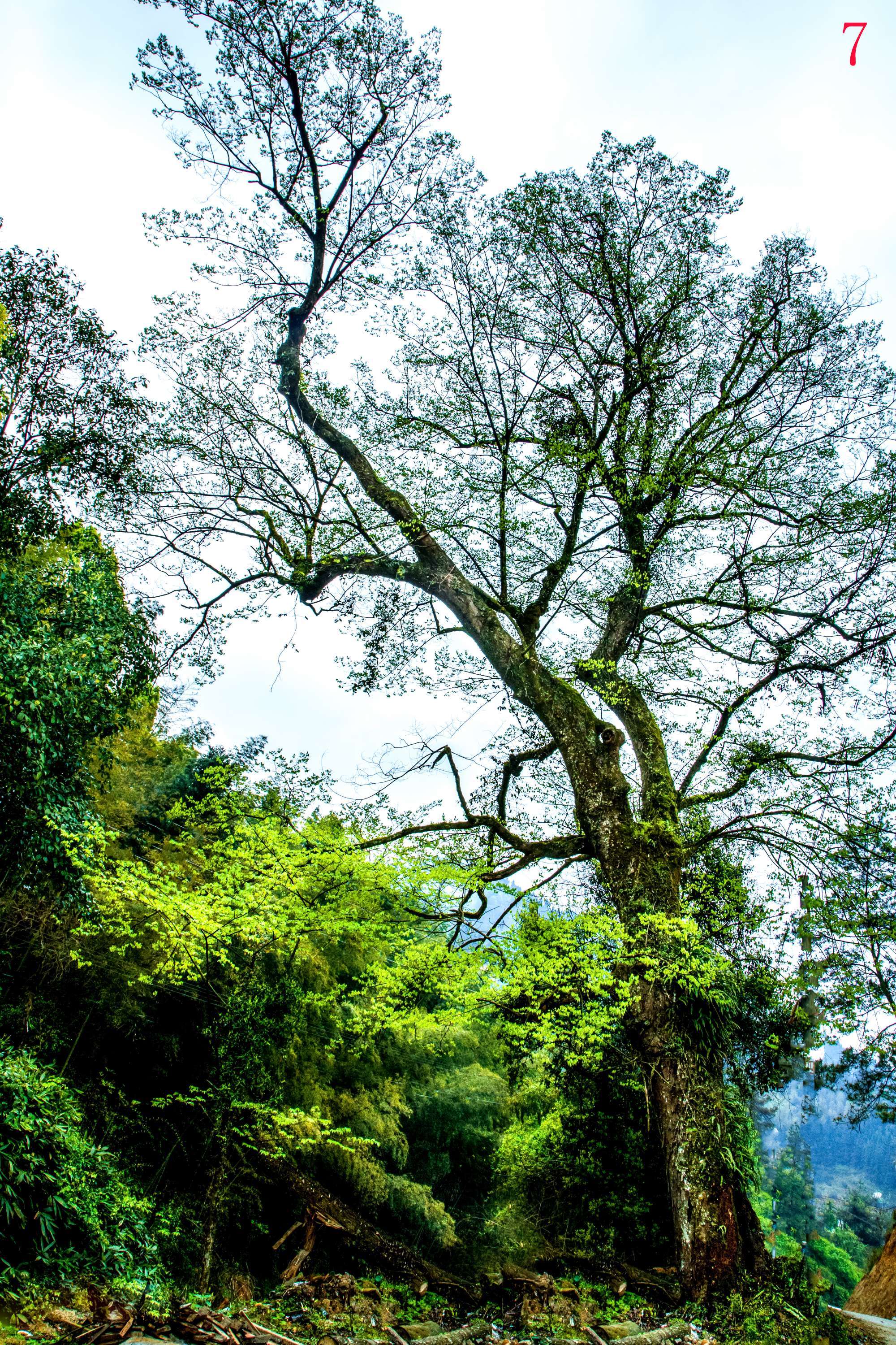 芜湖最古老的古树，你知道几个？