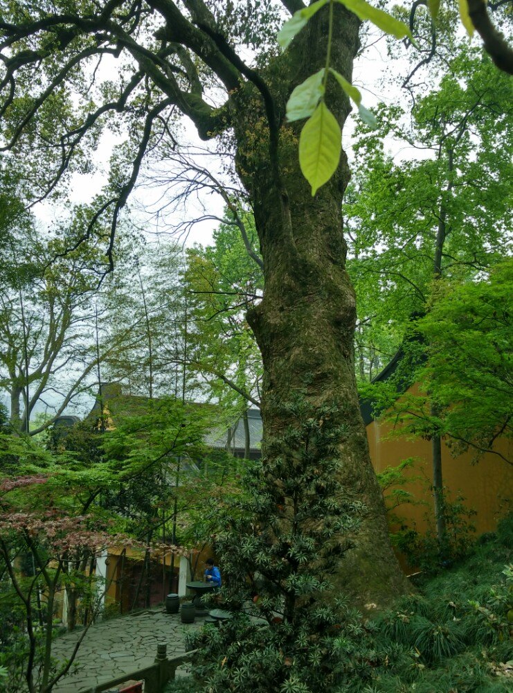 芜湖市区的古树名木，曾被闪电击中！