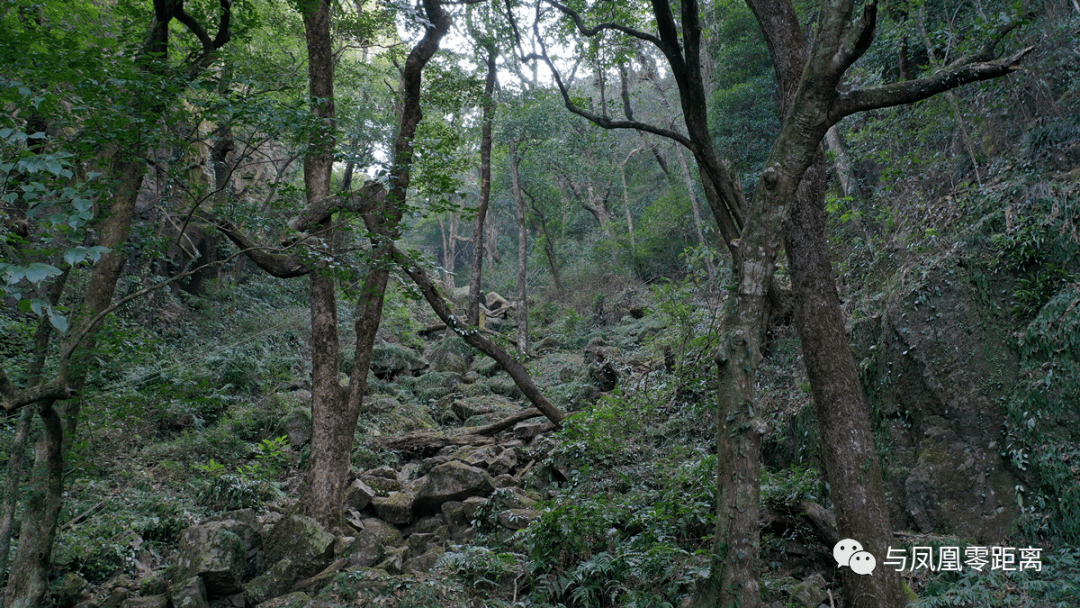 中国最美的十大森林公园，你去过几个？