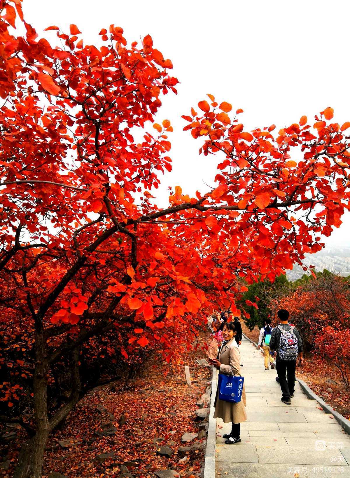 北京西山国家森林公园红叶最佳观赏期旅游攻略去哪玩