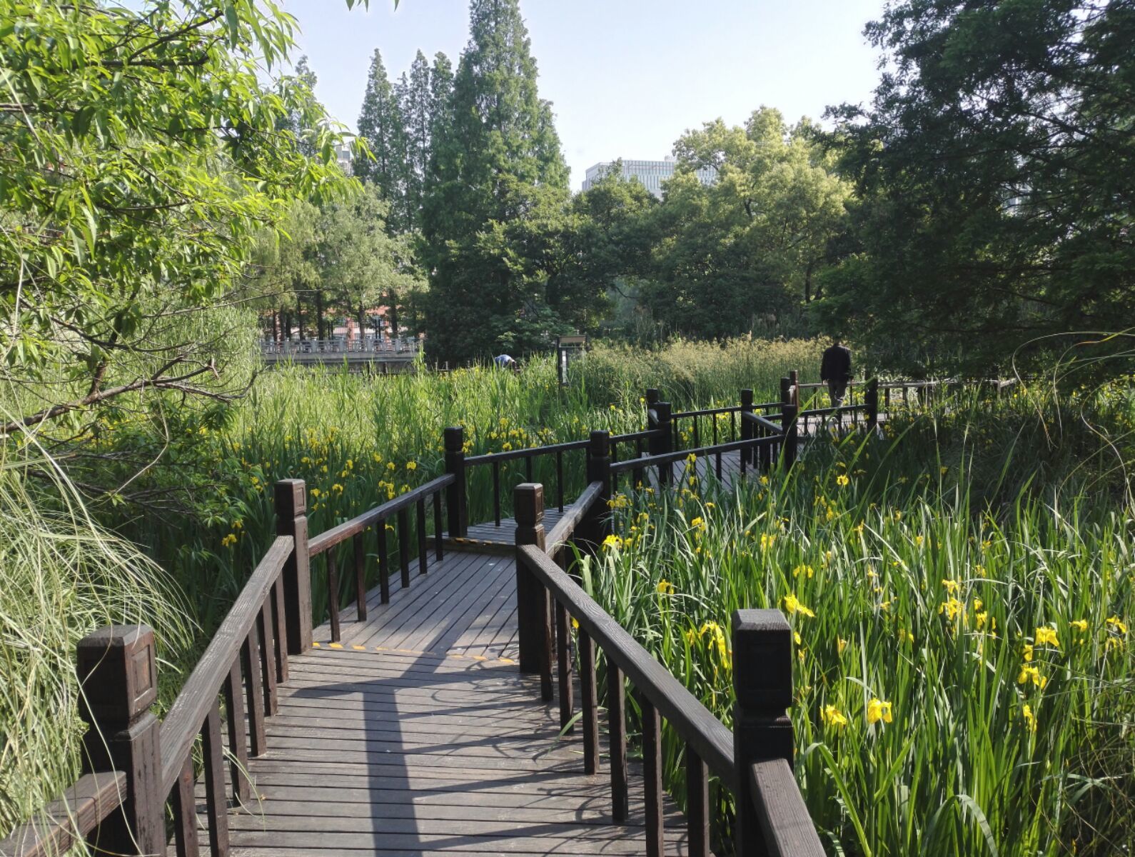 上海西溪湿地之间的“湿地”，你去过几个？