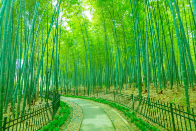 上海共青森林公园“竹子”寄托了无数人的诗情画意