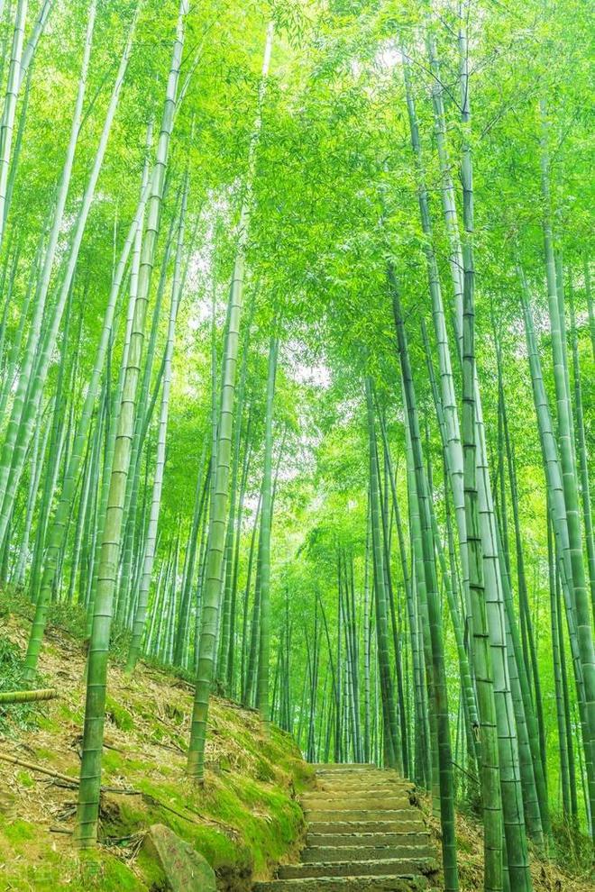 上海共青森林公园“竹子”寄托了无数人的诗情画意