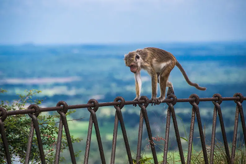 游客翻越猴舍护栏向猴子脸上吐口水