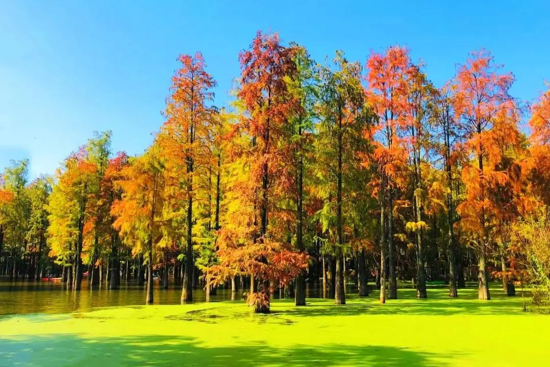 探索中国最美森林公园之一：西湖风景区森林公园