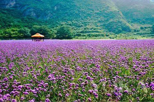 长沙夏日必打卡景点：森林公园之旅，清凉宜人的避暑胜地