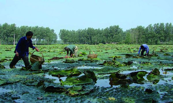 滁州：历史悠久的鱼米之乡，拥有丰富特产与风景名胜