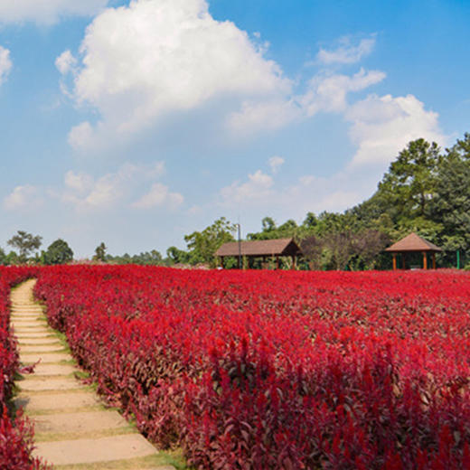 松江金秋好去处：登高骑行赏花，领略绝美秋景