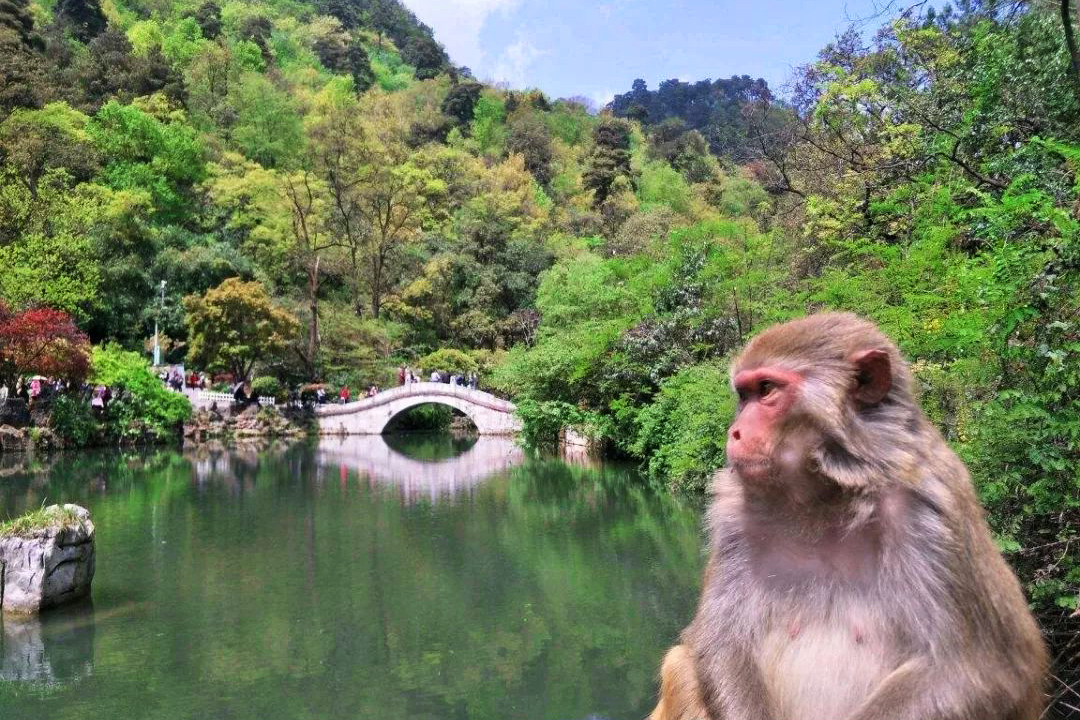 贵阳黔灵山公园：城中美景，自然之贵，集山、林、泉、湖、洞、寺、动物于一体