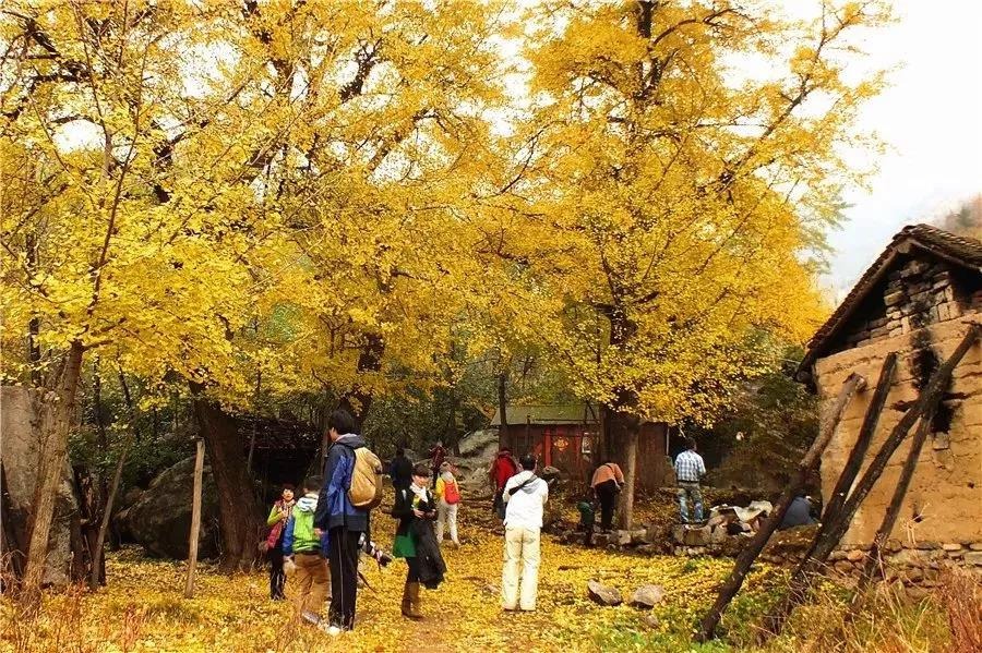 郑州自驾游：木札岭、树木园、西泰山，哪个是你的最佳选择？