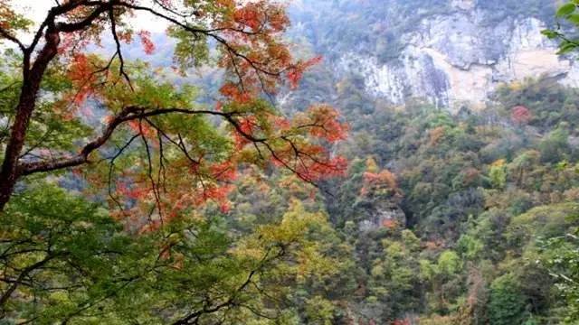 夏日避暑好去处，国家森林公园等你来