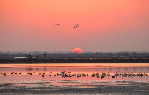 合肥免费公园推荐：滨湖湿地公园，人少景美空气好