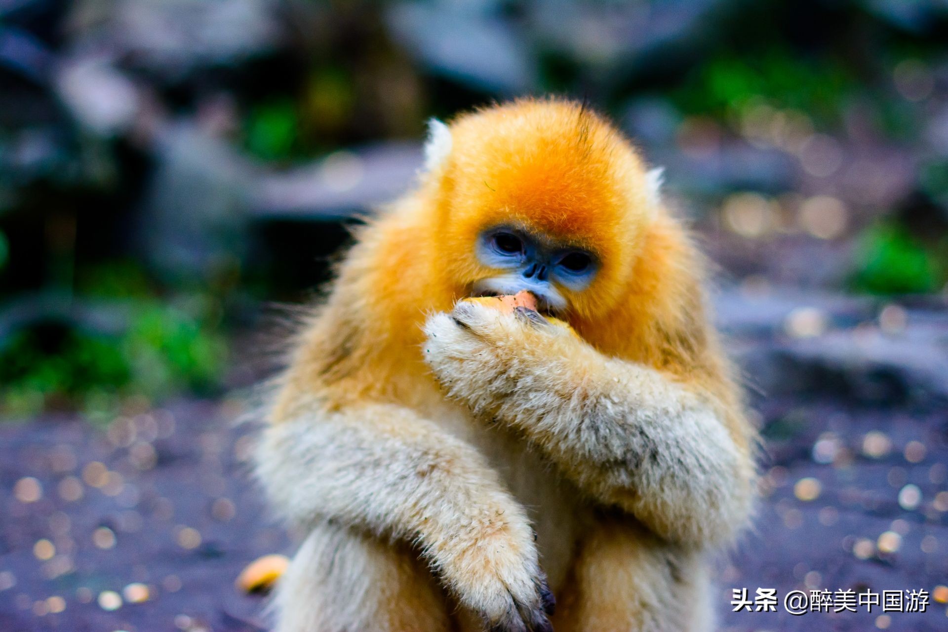 成都境内的生态胜地，拥有丰富植被和众多大熊猫，免费开放，快来游玩吧